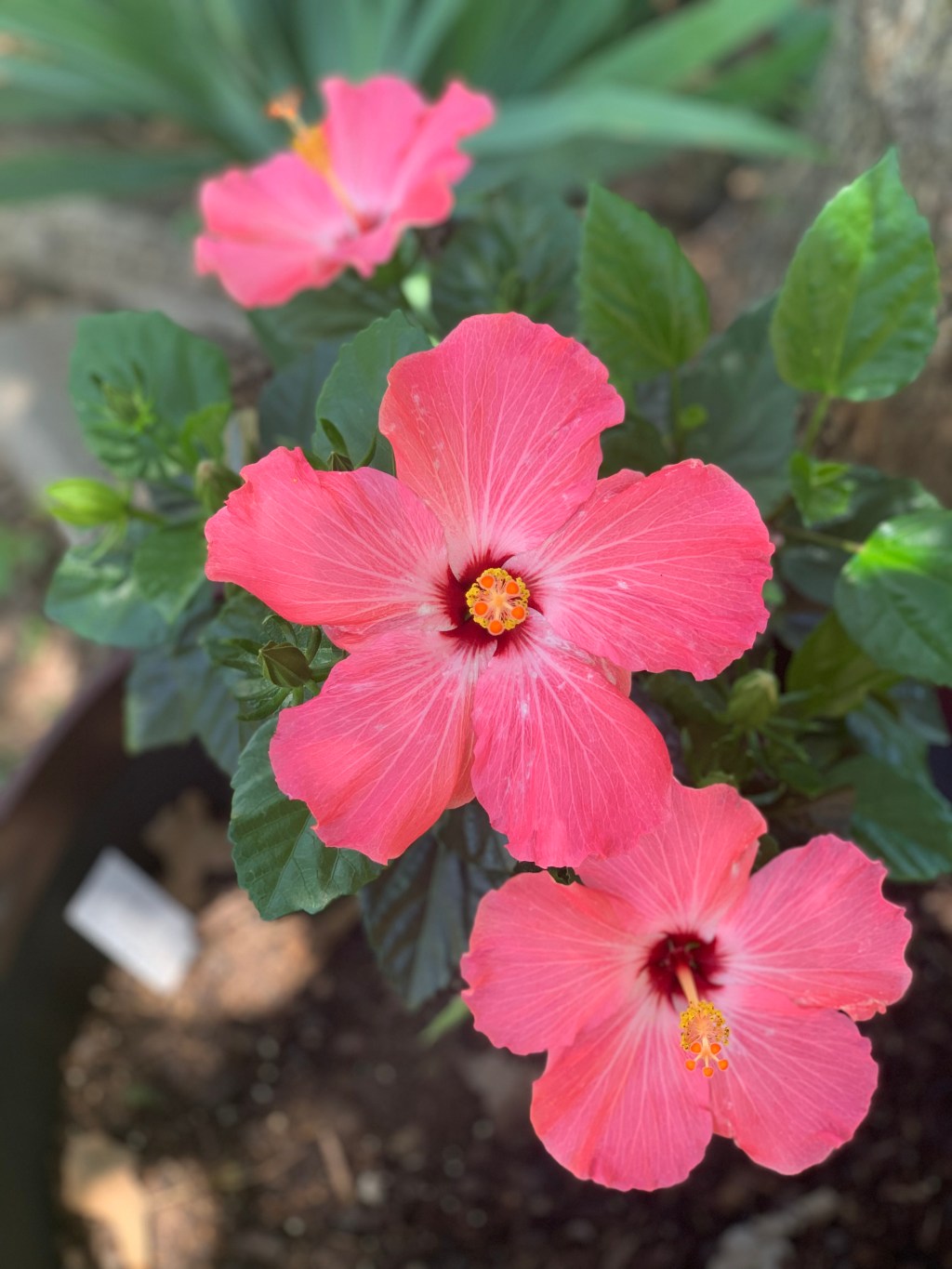 Faith and Patience in Completing Our Tiny&nbsp;Home